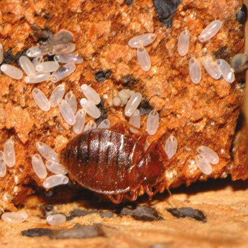 Cimex Eradicator gufutæki - Image 6